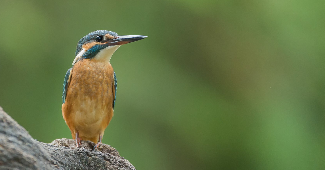 Verslaafd Tolk Verdienen Hoe kies je een verrekijker voor vogelspotting? - Cameraland Blog